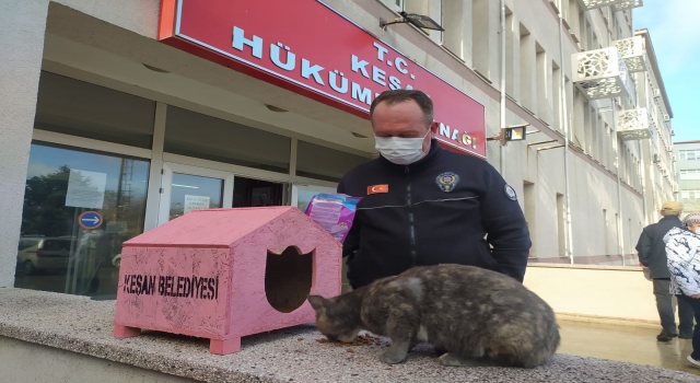 ”Garip” isimli kedi Hükümet Konağı’nın maskotu oldu