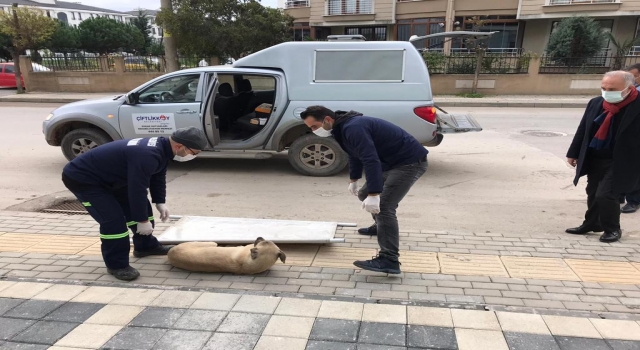 Çiftlikköy belediye başkanının fark ettiği hasta köpek, veteriner hekimlerce sağlığına kavuşturuldu