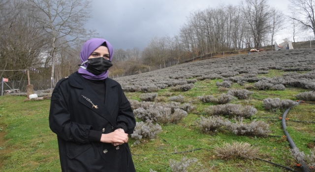 Kocaeli’nde genç kadın girişimci atıl araziyi lavanta bahçesine dönüştürüp kendi markasını oluşturdu