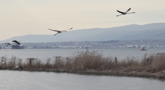 Kocaeli’de kaçak midye avcılığı yapan 4 kişi yakalandı