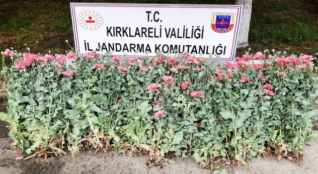 Kırklareli’nde evin bahçesinde haşhaş yetiştiren 2 şüpheli yakalandı