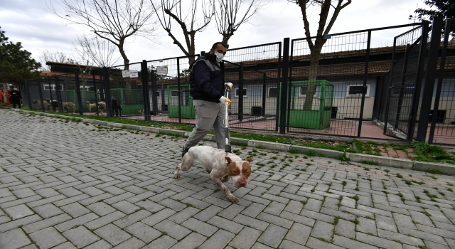 Bursa’da yasaklı ırk köpek denetimi artırıldı