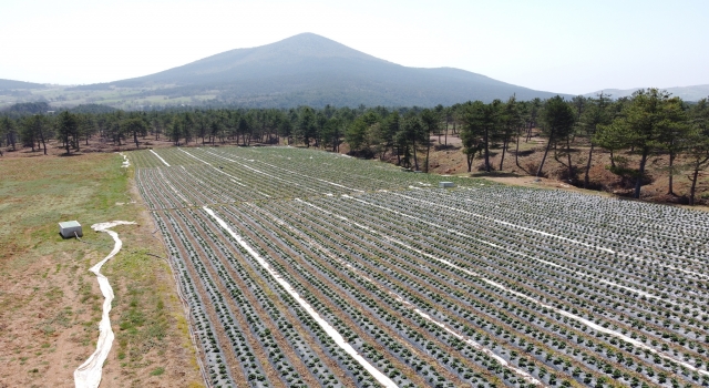 Sakarya’da sulu tarımla ekonomiye 570 milyon lira katkı sağlanması hedefleniyor