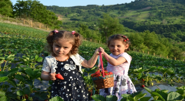 Yalova’da yediveren ”Sermayecik çileği”nde hasat başladı