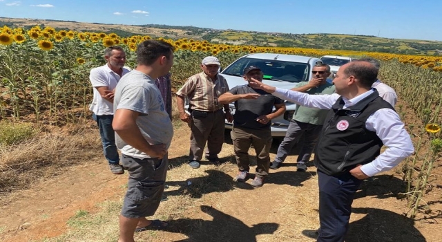 Tekirdağ’da ayçiçeği ekili alanlarda ilaçlama çalışmaları devam ediyor