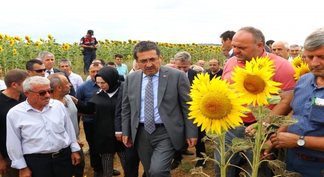 Tarım ve Orman Bakan Yardımcısı Pakdil, çayır tırtılı görülen tarlaları inceledi: 