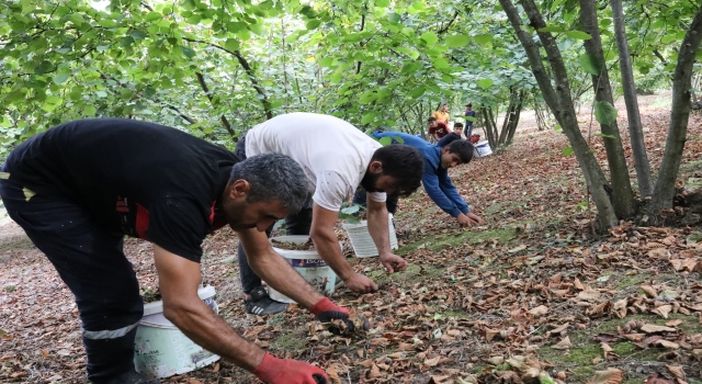 Üniversite öğrencileri eğitim masraflarını fındık bahçesinden çıkarıyor