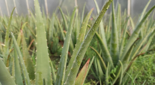 Edirne’de bir çiftçi merakla çıktığı yolda aloe vera üreticisi oldu