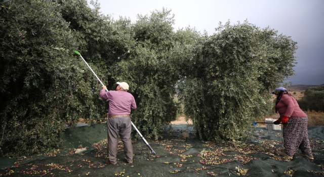 Emekli ziraat mühendisi bahçesindeki zeytin ağaçlarının verimini 10 kat artırdı