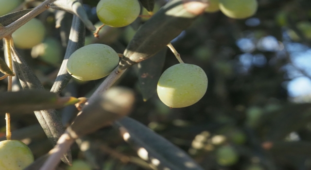 Balıkesir’in körfez ilçelerindeki yağışlar zeytin üreticisini sevindirdi