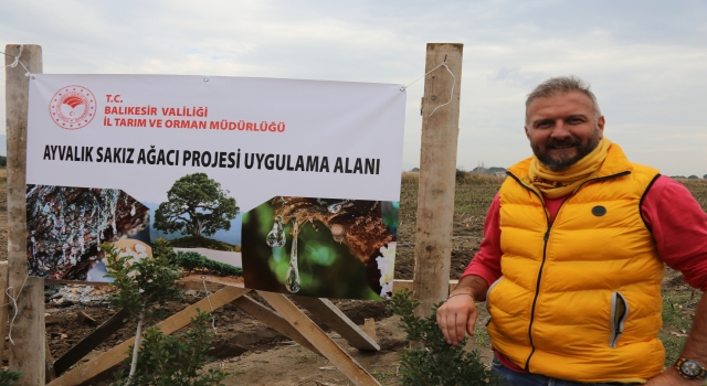 Ayvalık’taki sakız ağaçları çiftçiye kazanç kapısı olacak