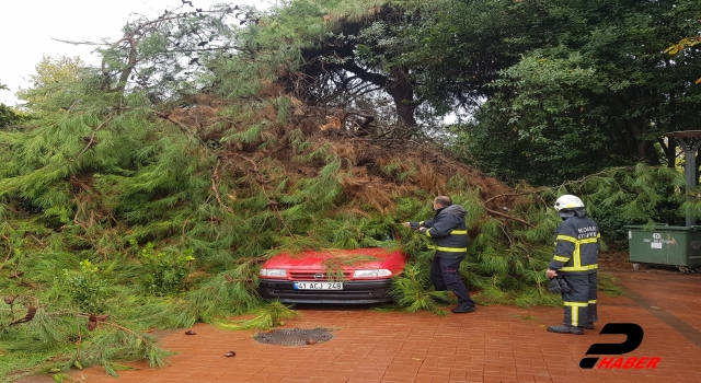 Kocaeli'de üzerine ağaç devrilen otomobilde hasar oluştu