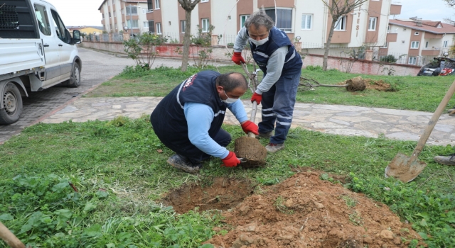 İzmit parklarına meyve fidanı dikiliyor