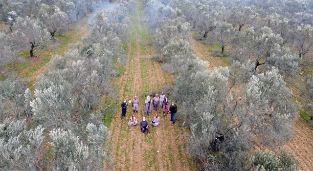 Kaz Dağı eteklerindeki zeytin ağaçlarına kadın eli değiyor