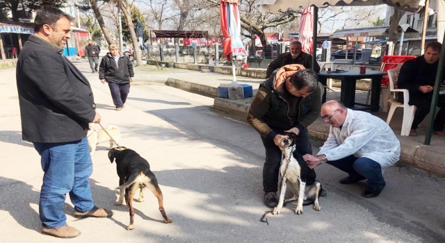 Mudanya’da 30 av köpeği kimliklendirildi