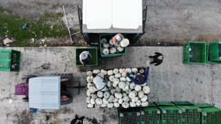 Kızıldamlar kestane kabağı ”kalitesiyle” tarlada satıcı buldu