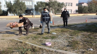 Osmaneli’de sokağa çıkma kısıtlamasında sokak hayvanları unutulmadı