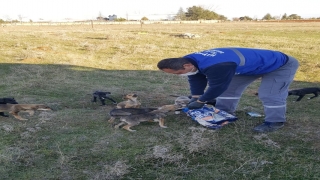 Hayrabolu’da köpek yavrularına belediye sahip çıktı