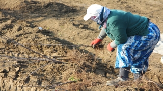 İnegöl’de yıllık üretiminin 5’te biri ihraç edilen çöğürde hasat mesaisi