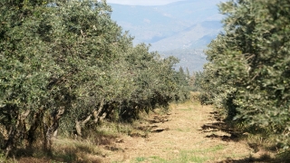 Zeytinyağı fiyatları üreticinin yüzünü güldürüyor