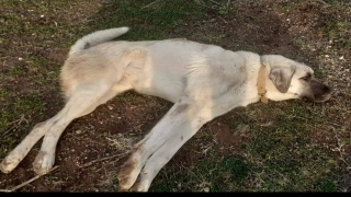 Bursa’da aracıyla köpeğe çarpıp yoluna devam eden sürücü düşürdüğü plaka sayesinde yakalandı