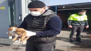 Sakarya’da uygulama noktasına gelen köpek yavrularına polisler sahip çıktı