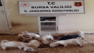 Bursa’da yurt dışından kaçak sokulup üretilen 23 cins köpek yakalandı