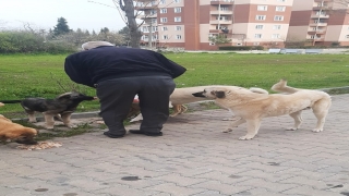 Gelibolu’da ”tam kapanma” döneminde sokak hayvanları unutulmuyor