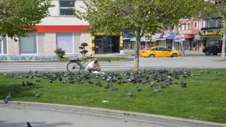 Sakarya’da hayvansever vatandaş ”tam kapanma” sürecinde güvercinleri unutmadı