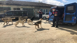 Bilecik’te jandarma ekipleri sokak hayvanlarını besledi