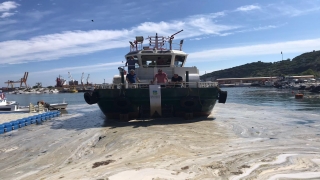 Marmara Adası sahilindeki müsilaj temizleniyor