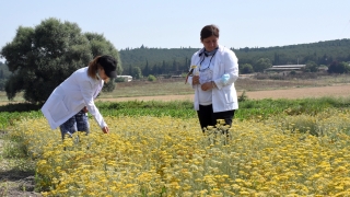 Üniversite yerleşkesinde tıbbi ve aromatik bitki yetiştirerek eğitime katkı sağlıyorlar