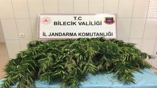 Bilecik’te 336 kök kenevir ele geçirildi