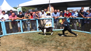 Tekirdağ’da ”oğlak yakalama yarışması” renkli görüntülere sahne oldu