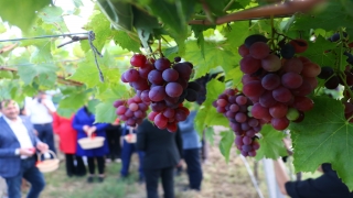 Tekirdağ’da ”Üzüm Çeşit Tanıtımı ve Bağ Bozumu” etkinliği düzenlendi