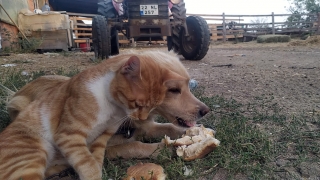 Edirne’de bir çiftlikte yaşayan kedi ve köpeğin dostluğu görenleri şaşırtıyor