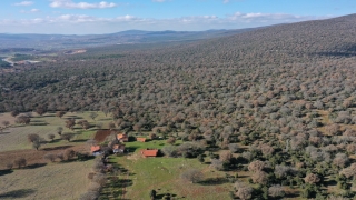 Balıkesir’de meşe kozalakları mahallelinin geçim kaynağı oldu