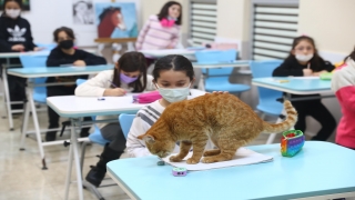 Soğuktan kurtarılan kedi Bilgi Evi’nin maskotu oldu