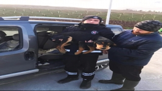 Yabani hayvanların saldırısına uğrayan köpek tedavi altına alındı