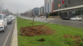 Ataşehir’de caddedeki bazı ağaçlar İBB ekiplerince söküldü