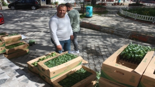 Keşan Ziraat Odası’nın fide satışına ilgi