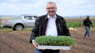 Karacabey Ovasında domates fidesi ekimleri başladı