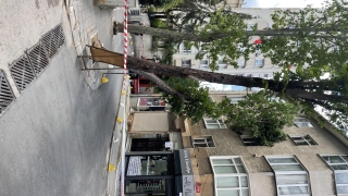 Kadıköy’de fırtınada gövdesi kırılarak binaya yaslanan ağaç kaldırıldı