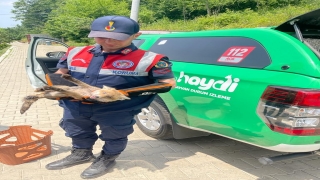 Sakarya’da yürümekte zorlanan yaralı tilki yavrusu tedaviye alındı