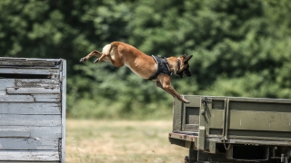 TSK’nın ”cesur keşif köpekleri” Bursa’da yetiştiriliyor