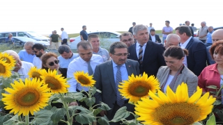 Bakan Yardımcısı Pakdil, Edirne’de ayçiçeği tarlalarında incelemede bulundu: