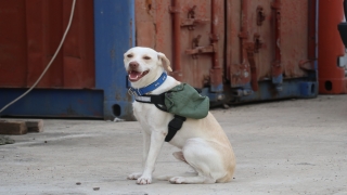 Deprem gönüllüsü sahiplendiği köpeği ”Maxi”yi afetler için eğitiyor