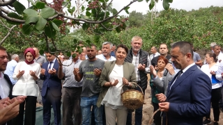 Ayvacık Şenköy’de ”Antep Fıstığı Hasat Şenliği” yapıldı