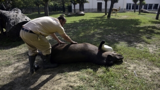 Bursa’daki hayvanat bahçesinde tapir ailesinin güneşli havada masaj keyfi