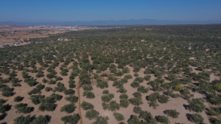 Balıkesir’in körfez ilçelerinde zeytinyağında yüksek verim sevinci